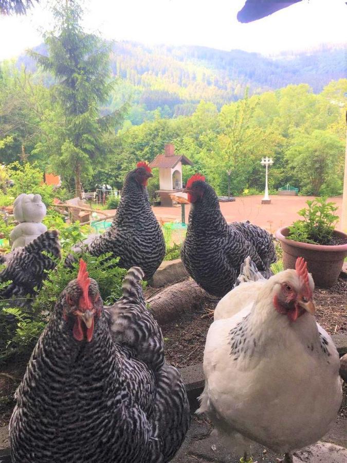 Waldnest Odenwald Hotel Eksteriør billede